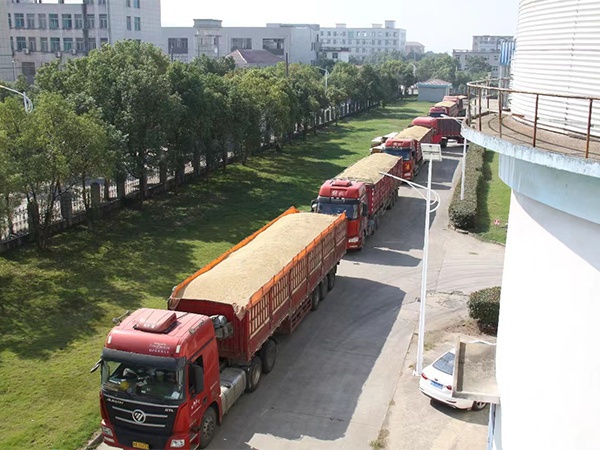 秋糧收 糧歸倉！江糧集團全力以赴打好秋糧收購攻堅戰